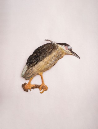 Black-crowned Night Heron image displayed in the Trending Products section on the Sanatkada homepage